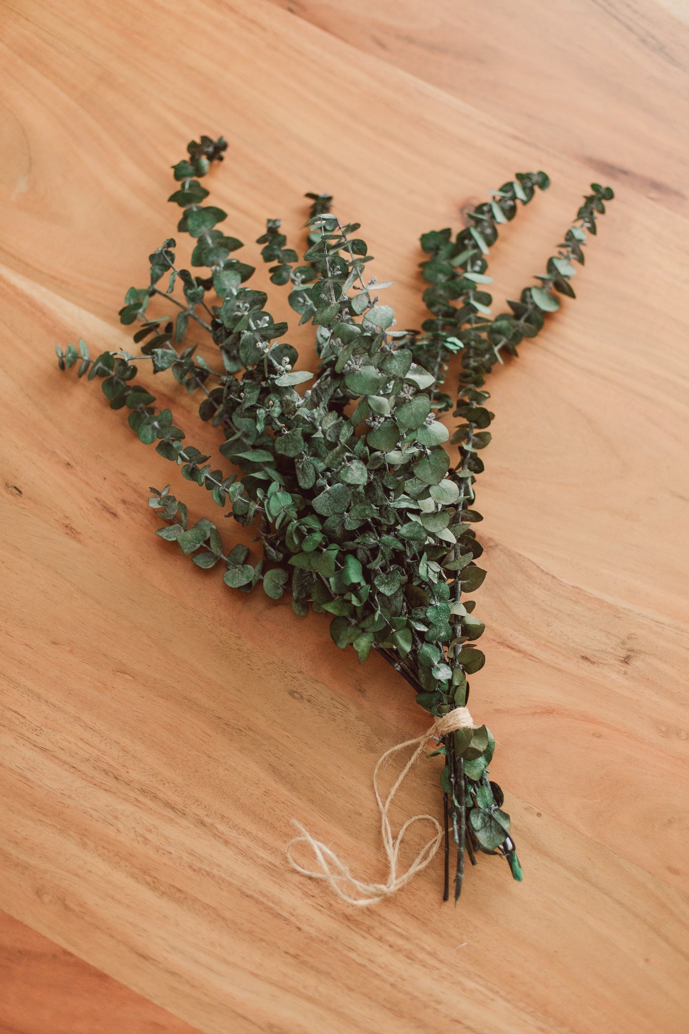 Bouquet d'eucalyptus pour la douche | Rituel bien-être