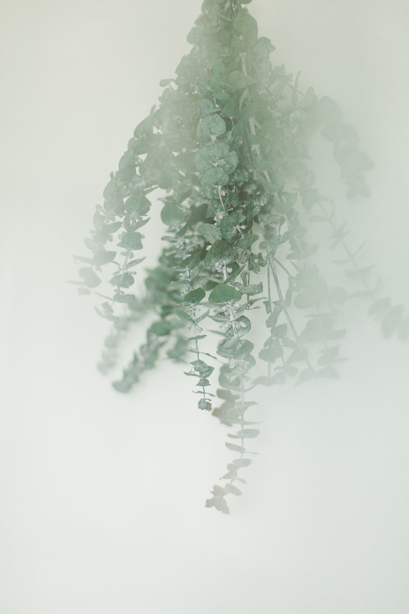 Bouquet d'eucalyptus pour la douche | Rituel bien-être