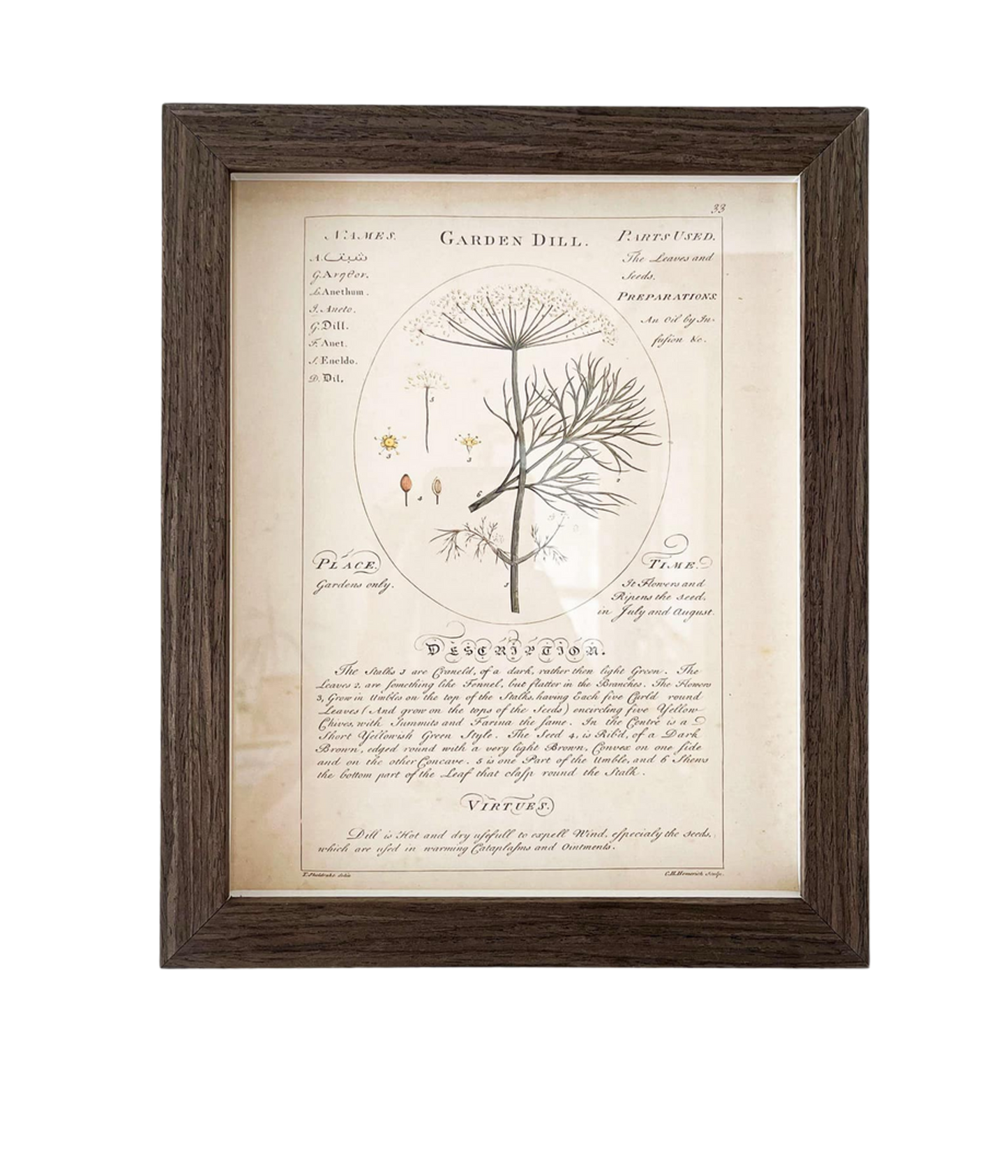 Cadre art mural vintage Herbier "Garden Dill" | Cadre fini bois foncé