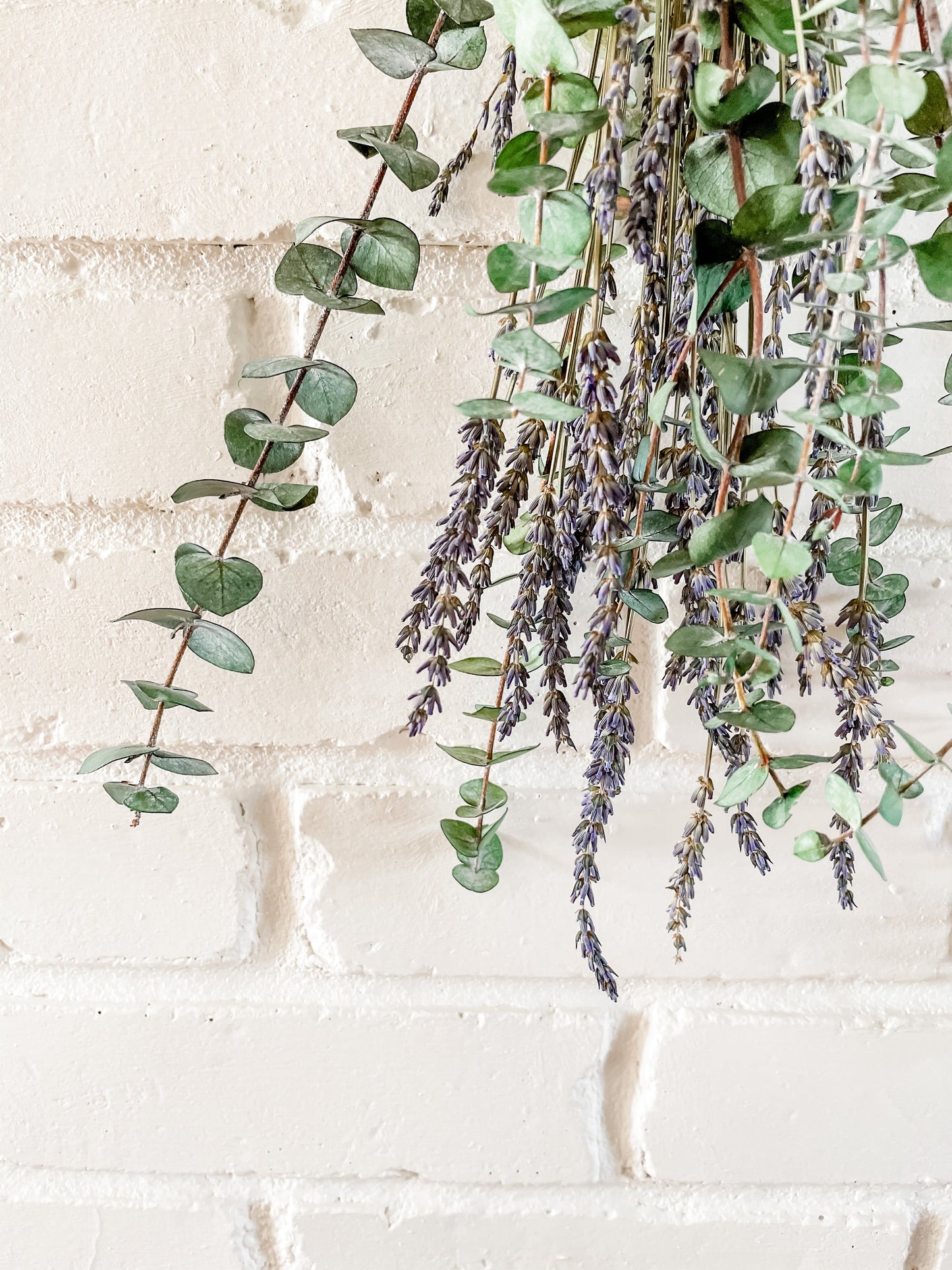Bouquet d'eucalyptus pour la douche | Rituel bien-être