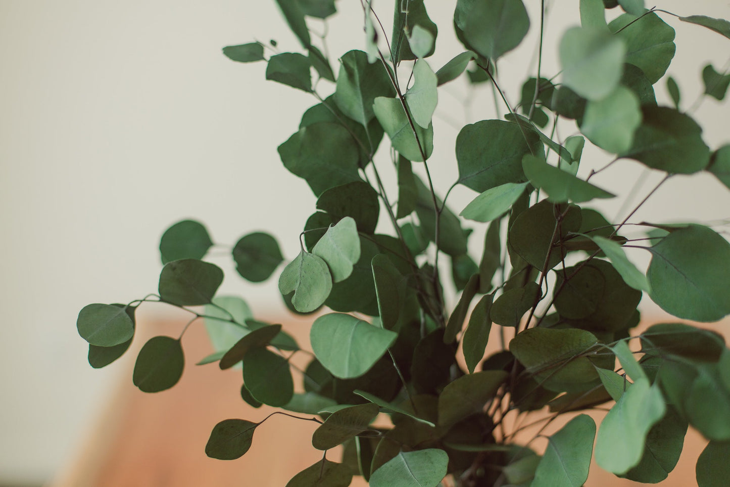 Bouquet d'eucalyptus en argent préservé