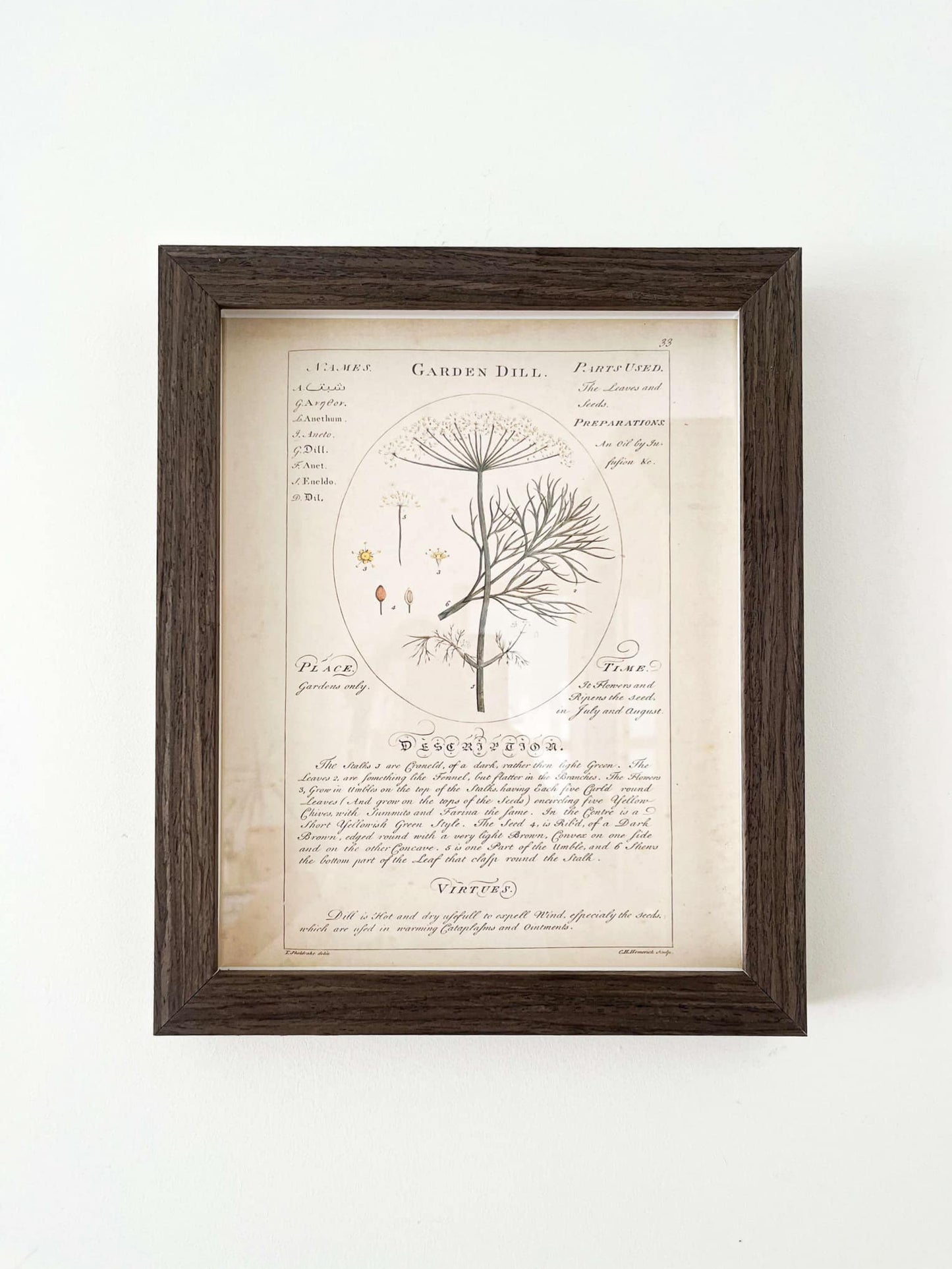 Cadre art mural vintage Herbier "Garden Dill" | Cadre fini bois foncé