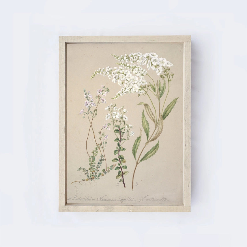 Cadre art mural vintage | Fleurs des champs