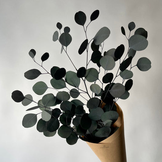 Eucalyptus populus
