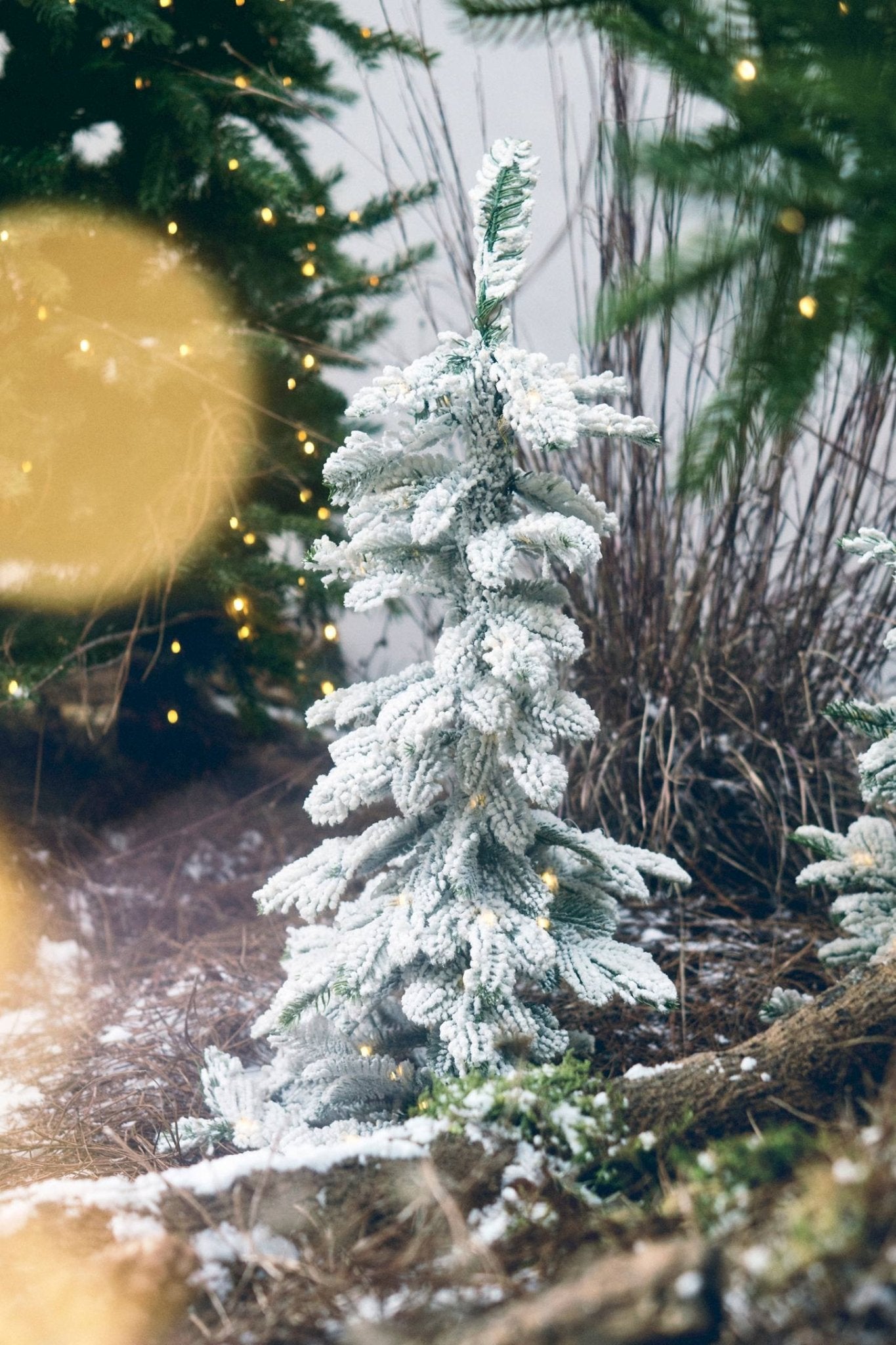 Sapin lumineux enneigé