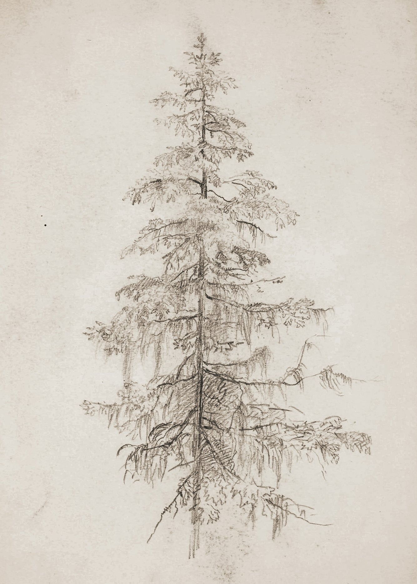 Impression d'art d'arbre